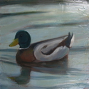 Mallard Duck
