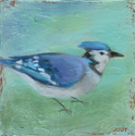 Blue Jay 4