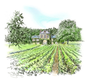 Illustration-Burgundy Vineyards (France)