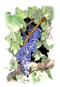 Illustration-Cabernet