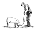 Illustration-Truffle Hunter 4