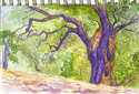 Painting--Watercolor-ImpressionismTree Sketch