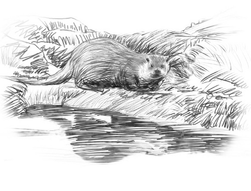 Illustration-Sketch 1 for wine label
