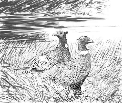 Illustration-Label Prelim Sketch