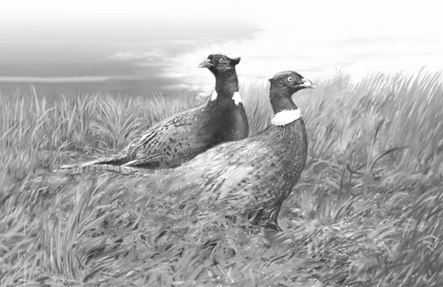 Illustration-Finished Label Illustration