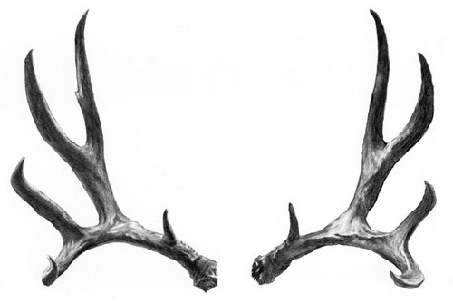 Illustration-8 point Chardonnay