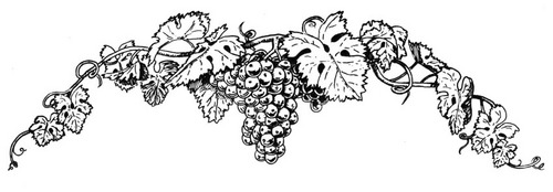 Illustration-Line art for Traulsen Vineyards wine label