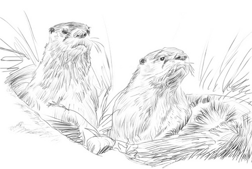 Illustration-Sketch 2 for wine label