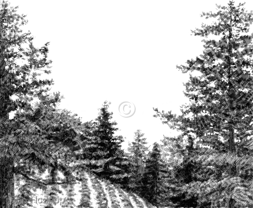 Illustration-Cedar Rock