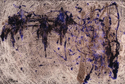 Four Horsemen Four%20Horsemen (thumbnail)