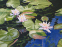 Lily%20Pads (thumbnail)