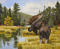 Northern%20Bull%20Moose (thumbnail)