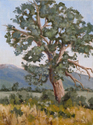 Old%20Cottonwood (thumbnail)