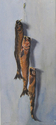 Smoked%20herring (thumbnail)