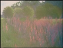 Purple%20Loosestrife (thumbnail)