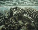 Turtle Reef Turtle%20Reef (thumbnail)