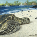 Big Island Sea Turtle Big%20Island%20Sea%20Turtle (thumbnail)