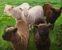 John Phillips Poorman - Five Spring Lambs