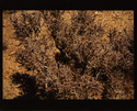 NRS:Cholla Cactus NRS%3ACholla%20Cactus (thumbnail)