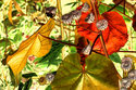 Red Leaf