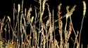 Fall Weeds