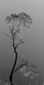 Stdorm Tree 2