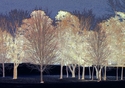White Trees