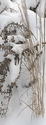 Winter Weeds