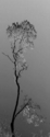 Storm Tree