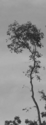 Storm Tree