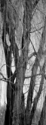 Storm Tree 3