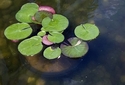 Lily 12