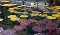 Mixed Lilies