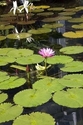 Pink Flower