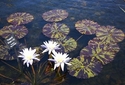 Red Lilies 12