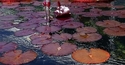 Red Lilies 23