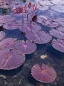Red Lilies 33