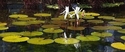 White Lily