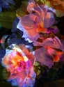 Four Roses
