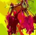 Bleeding Hearts
