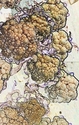 Cauliflower