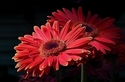 Orange Daisy