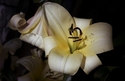 Day Lily