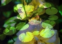 Flower 11