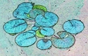 Lily 11