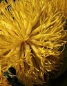 Yellow 13