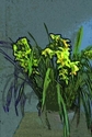 Yellow Flowers