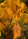 Yellow Poppy