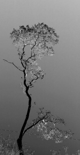 Digital Art-Stdorm Tree 2