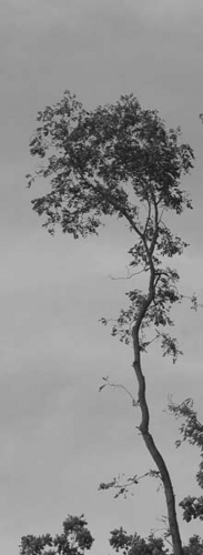 Photography-Digital-Storm Tree